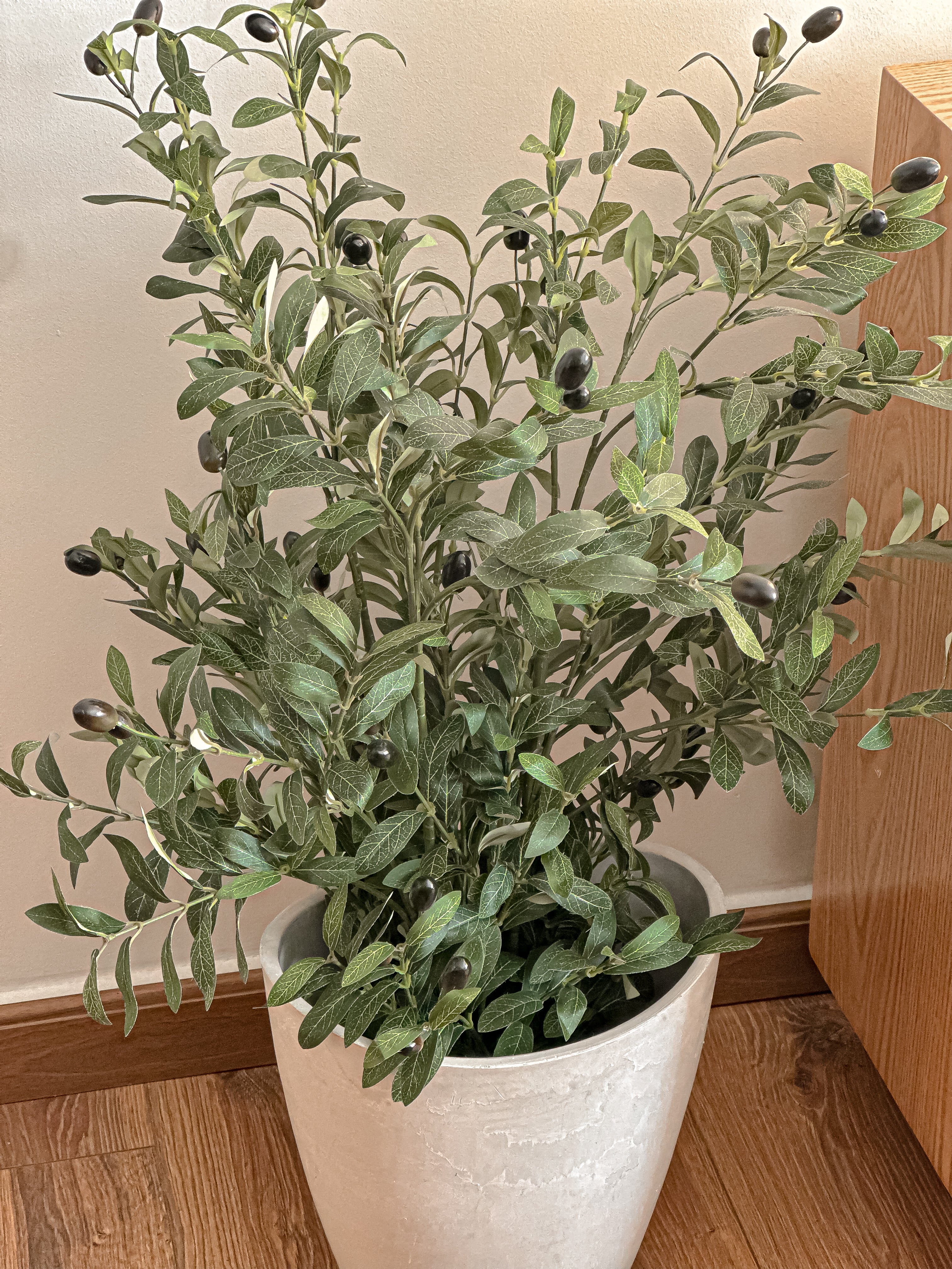 Mini Olive Tree