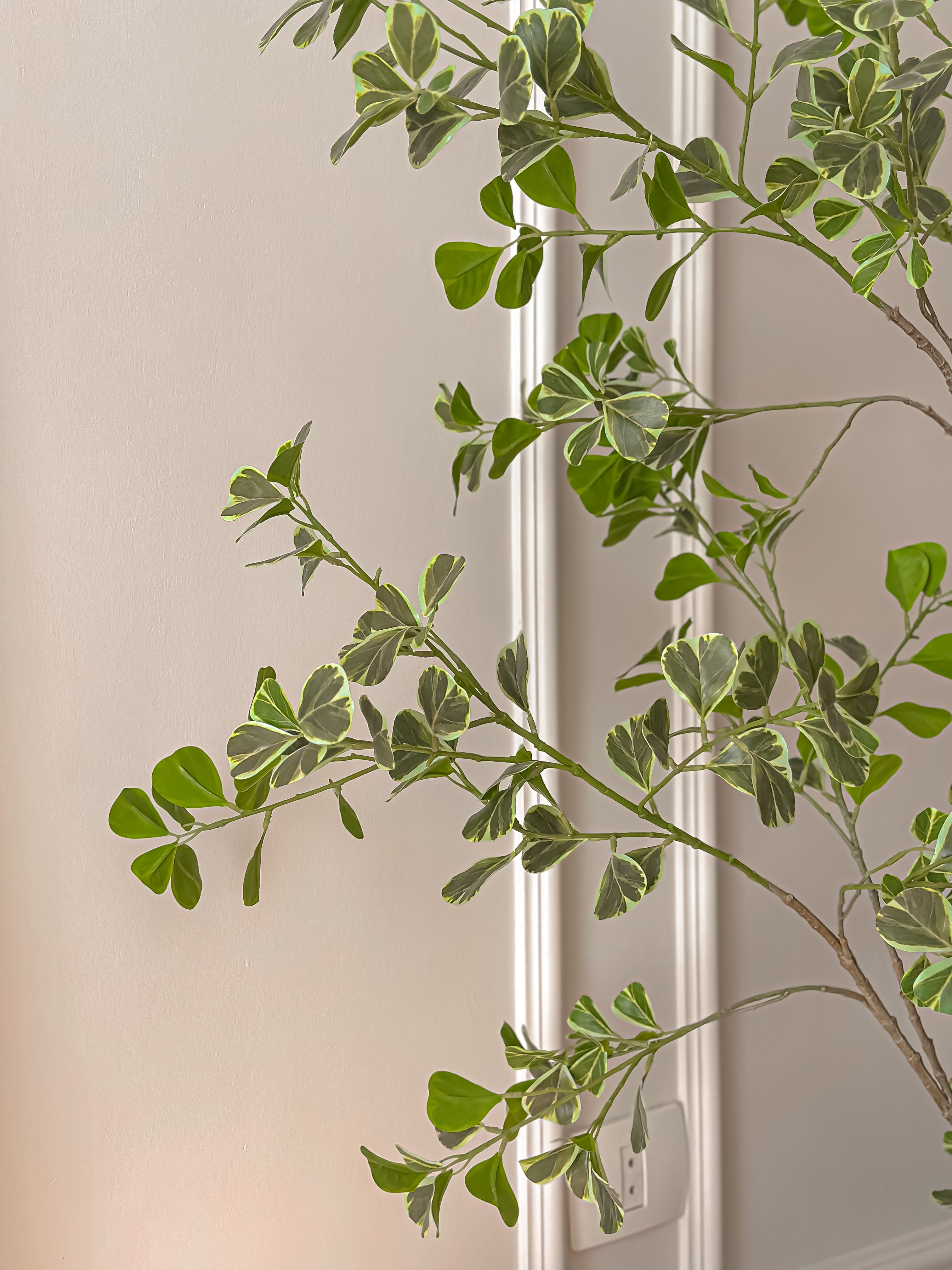 Benjamina Faux Tree – 195 cm