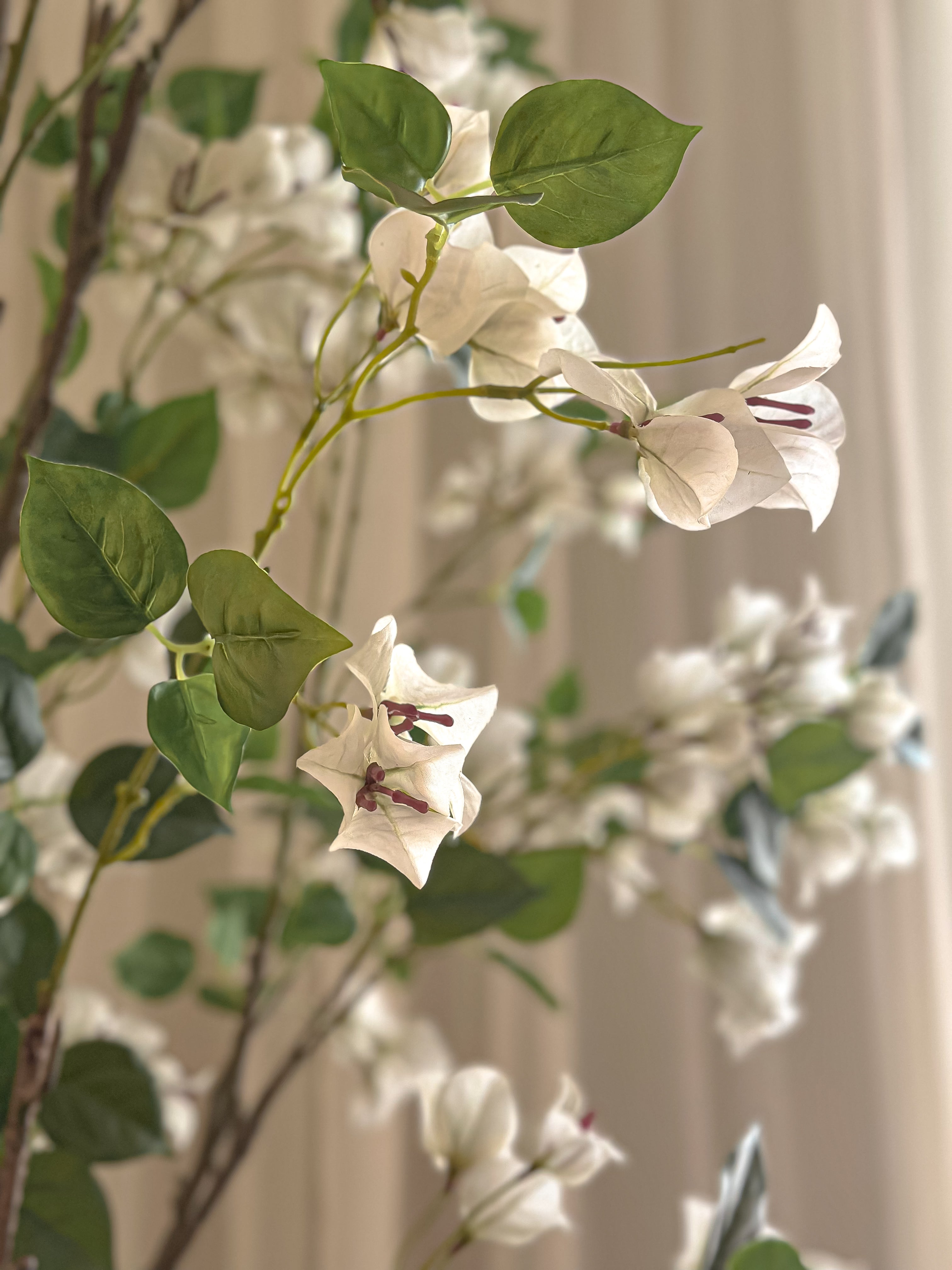 White Cherry Blossom Tree