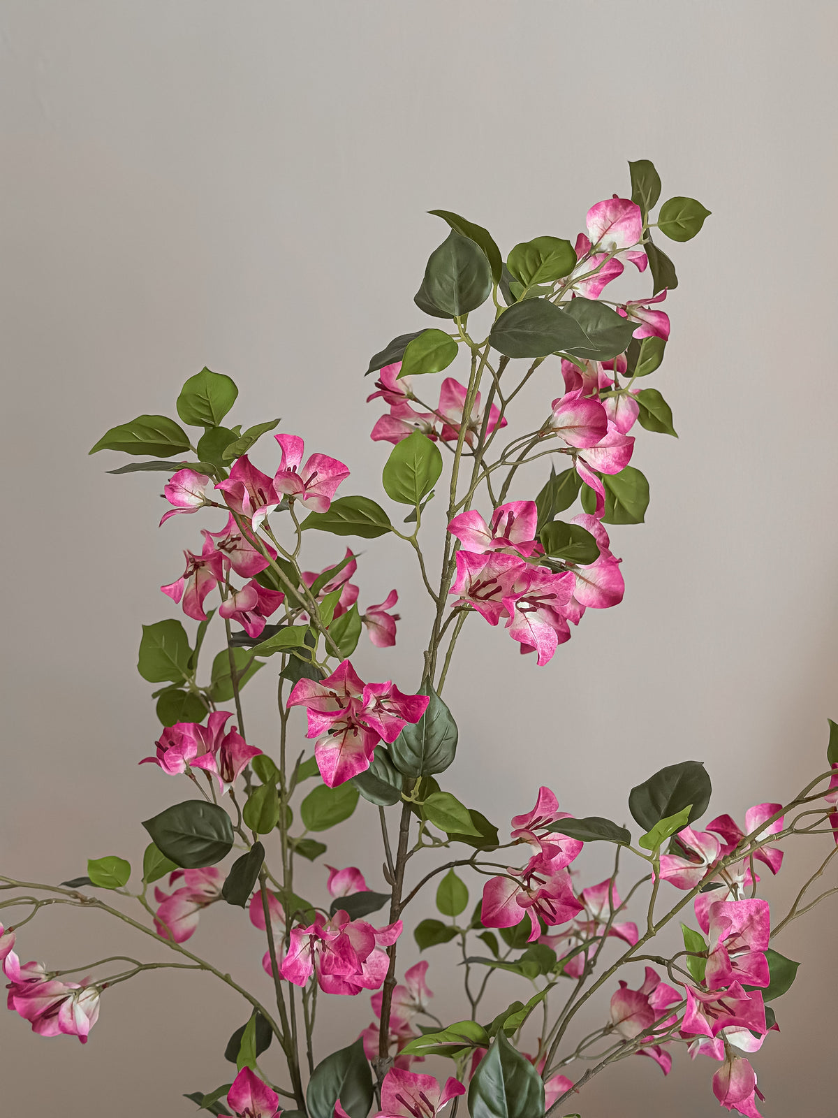 Mini Bougainvillea Tree - pink