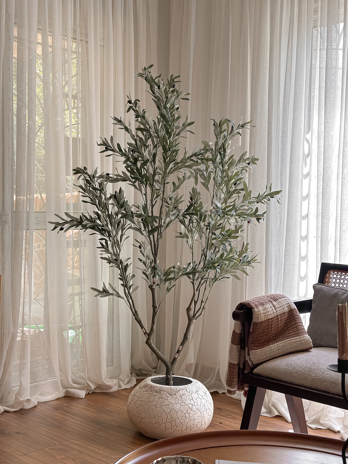 Silver Olive Tree – 180 cm