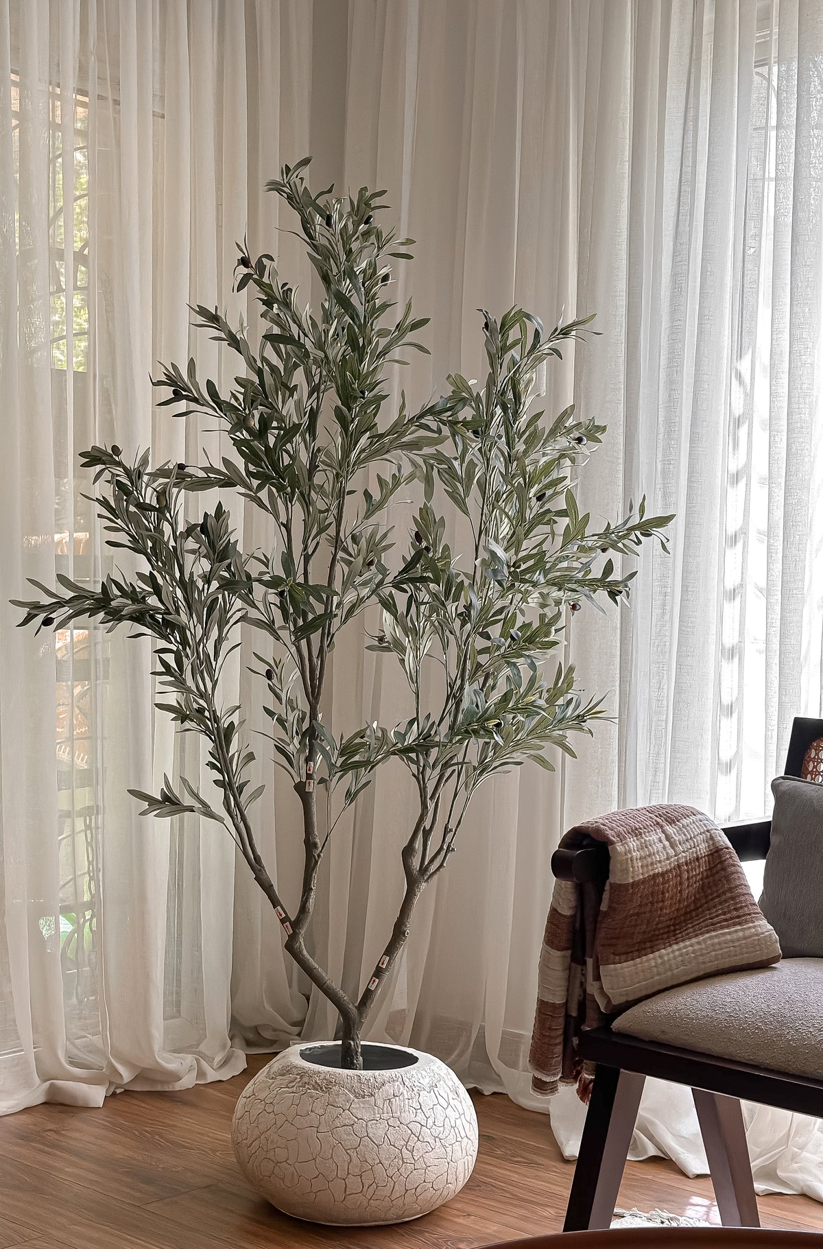 Silver Olive Tree – 180 cm