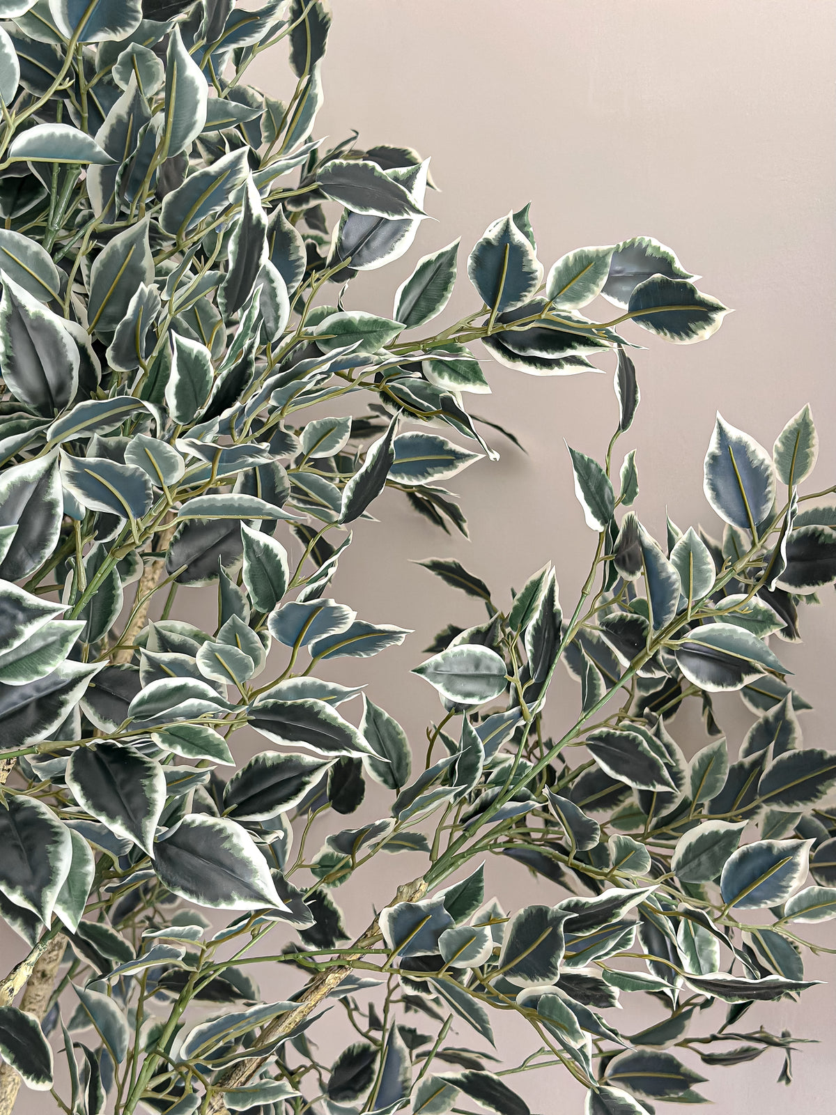 Artificial Variegated Ficus Tree - with pot