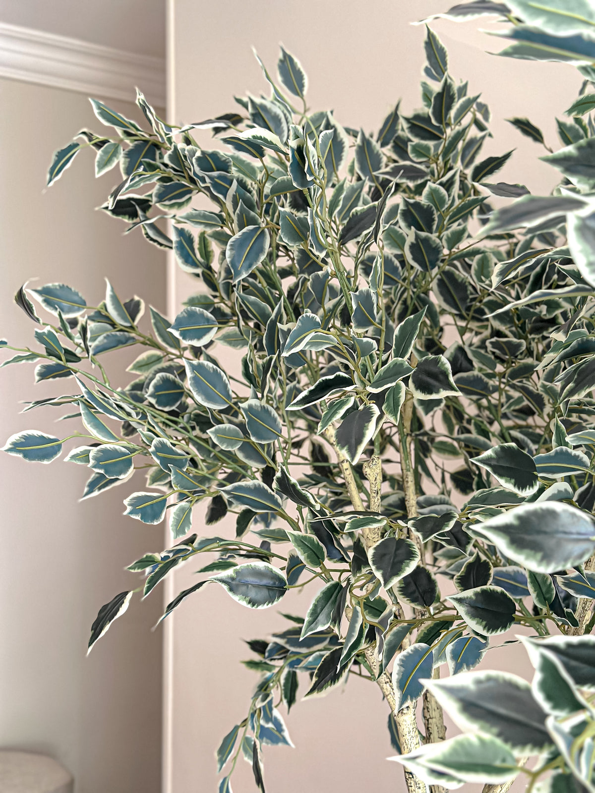 Artificial Variegated Ficus Tree - with pot