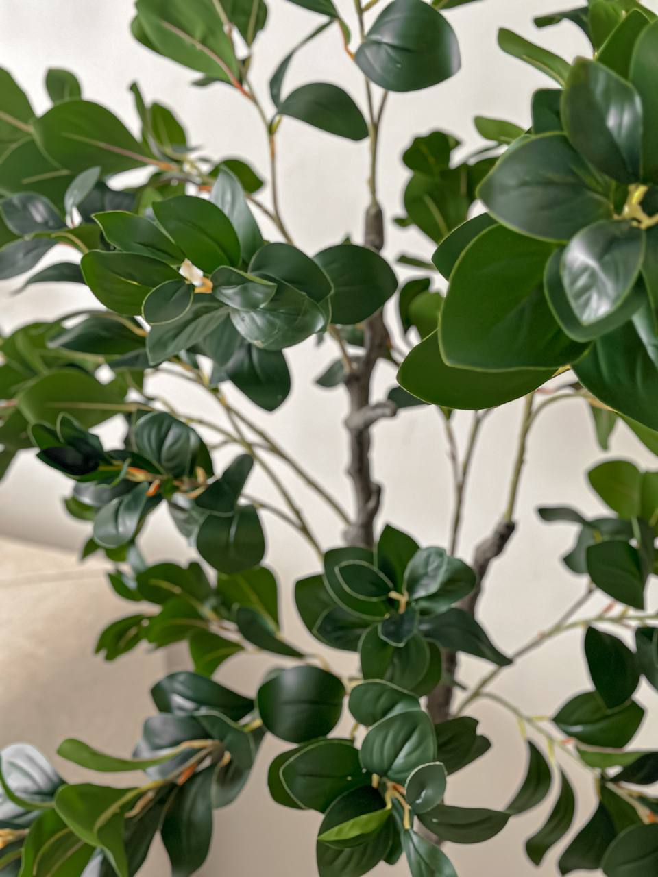 Ficus Tree – 170 cm