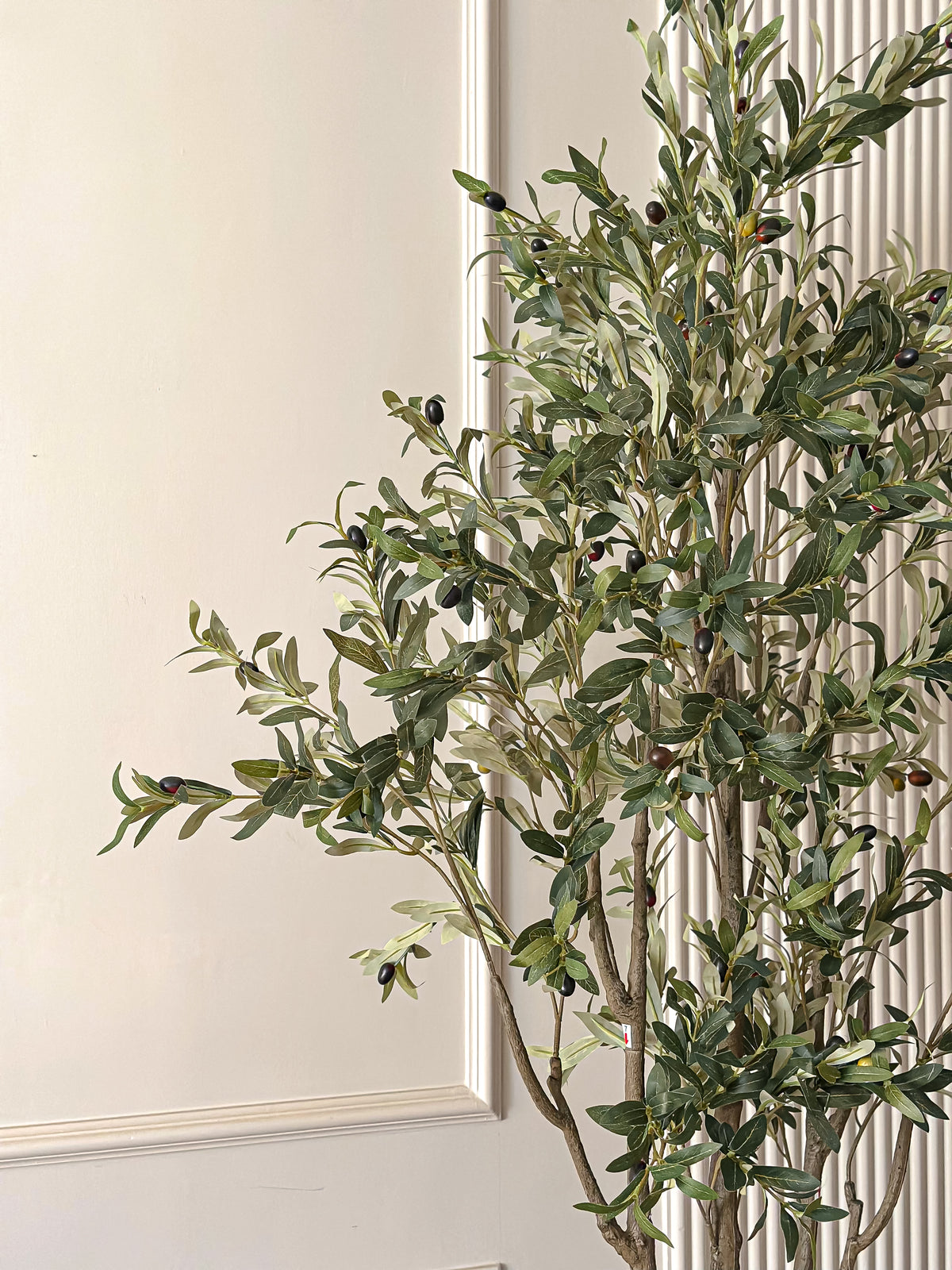 Silver Olive Tree - 3 Stems