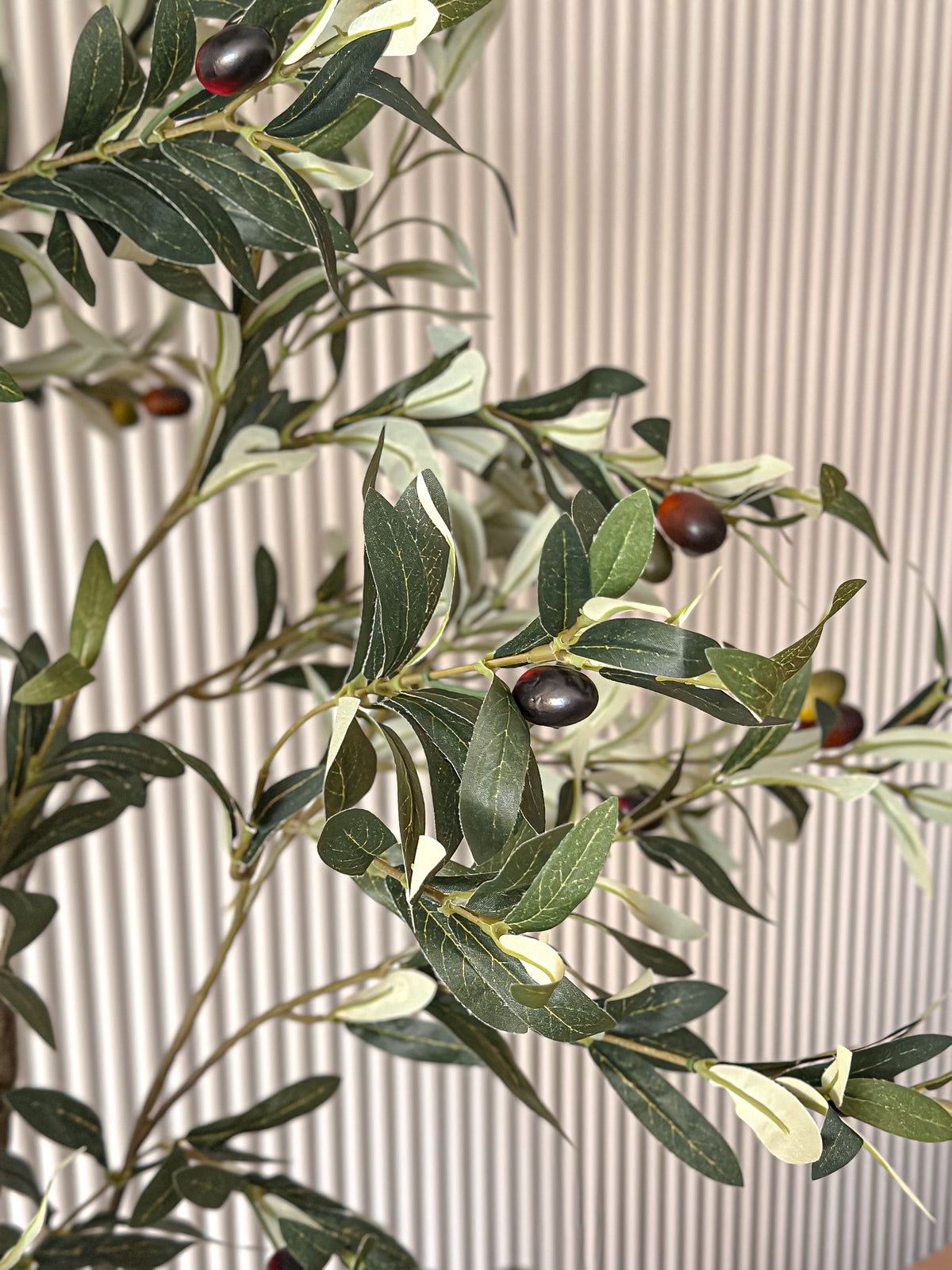Silver Olive Tree - 3 Stems
