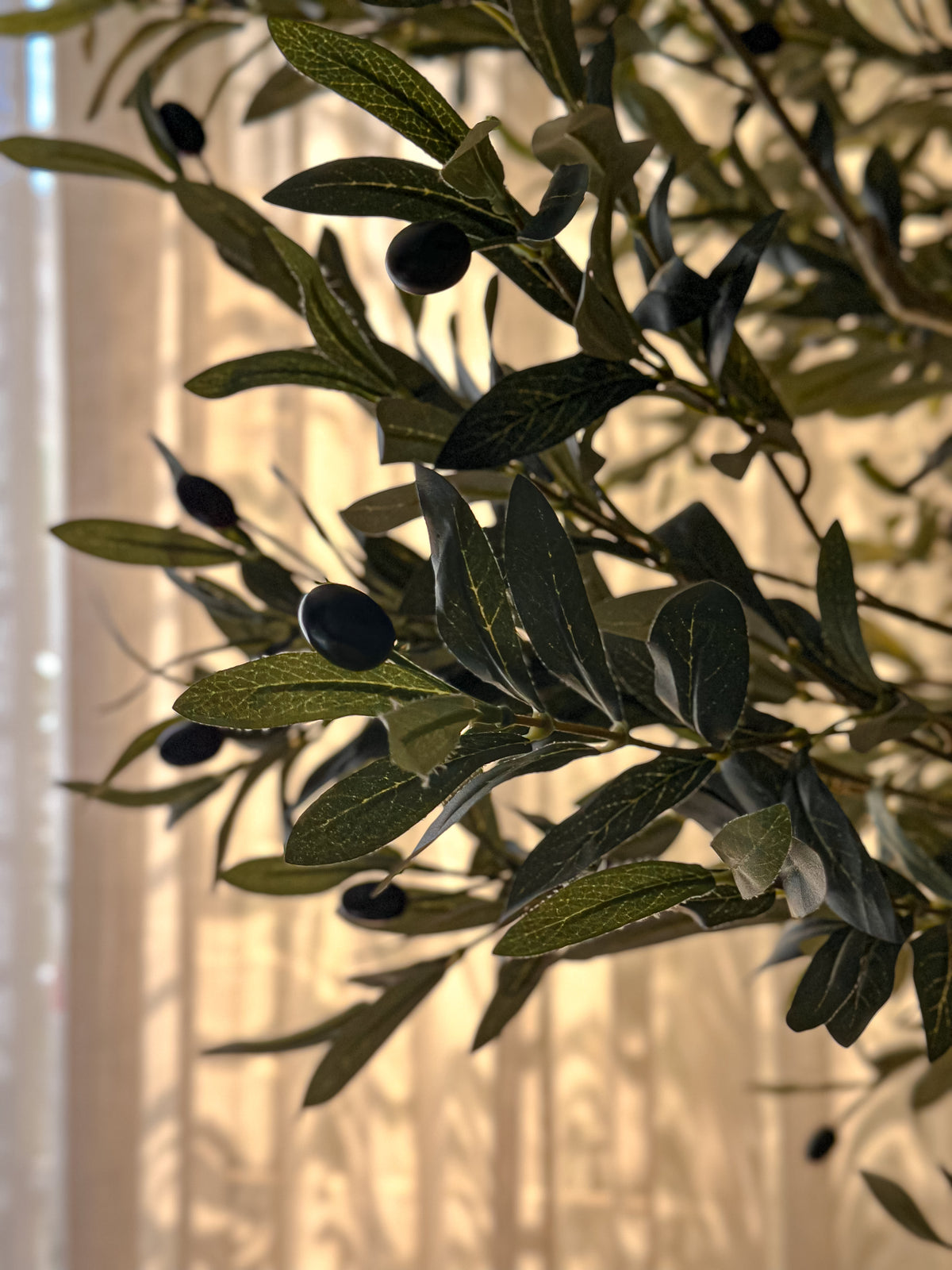 Silver Olive Tree — Double Trunk