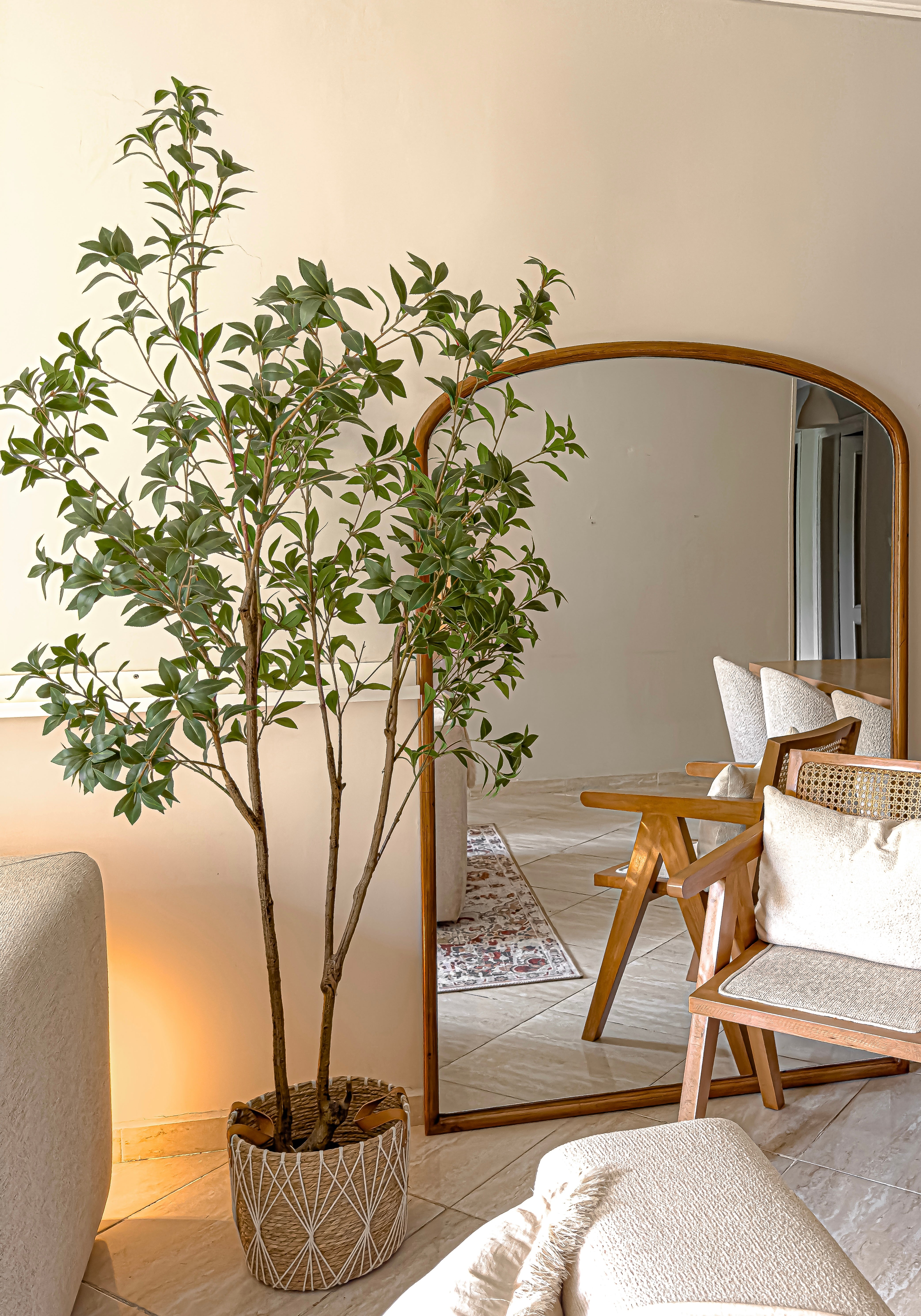 Benjamina Tree – 210 cm