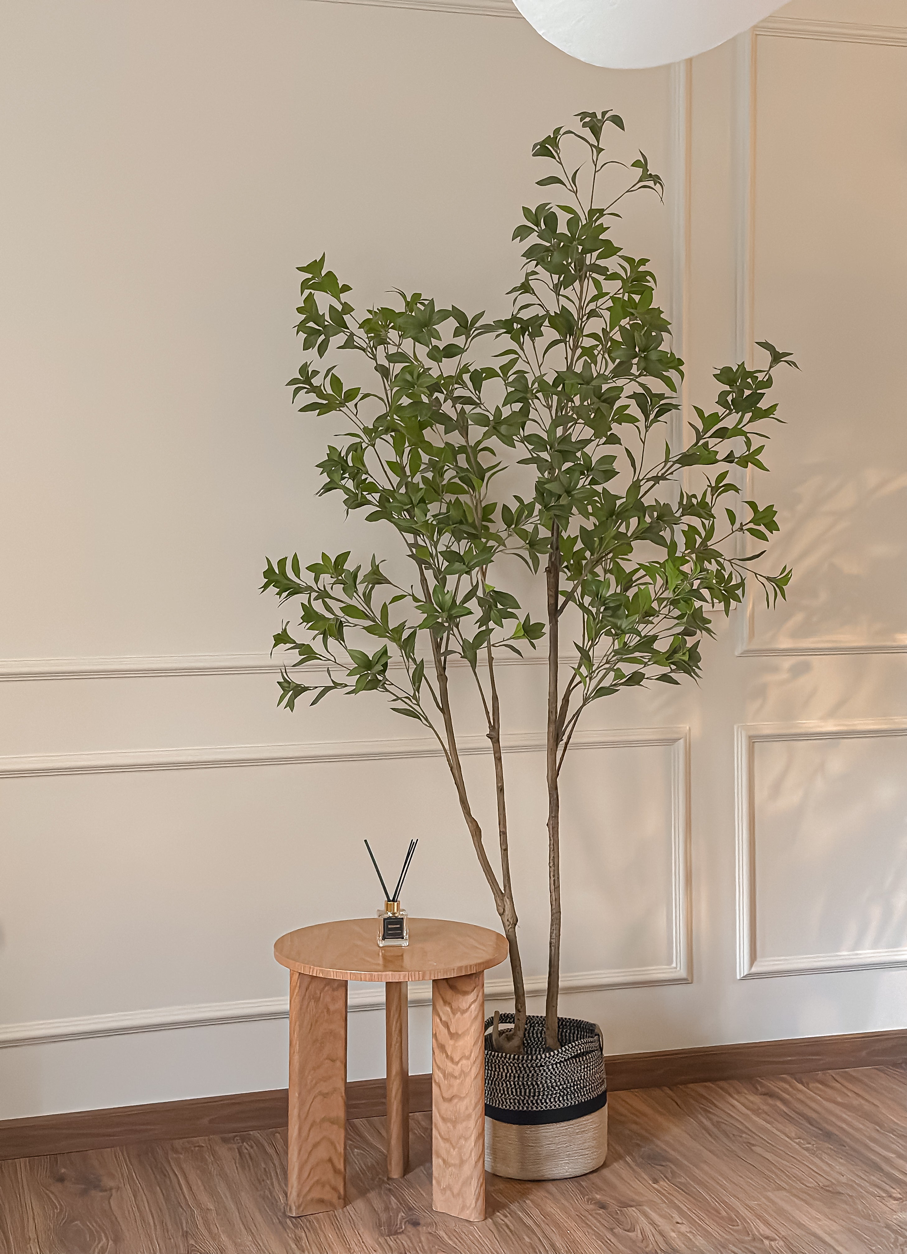 Benjamina Tree – 210 cm